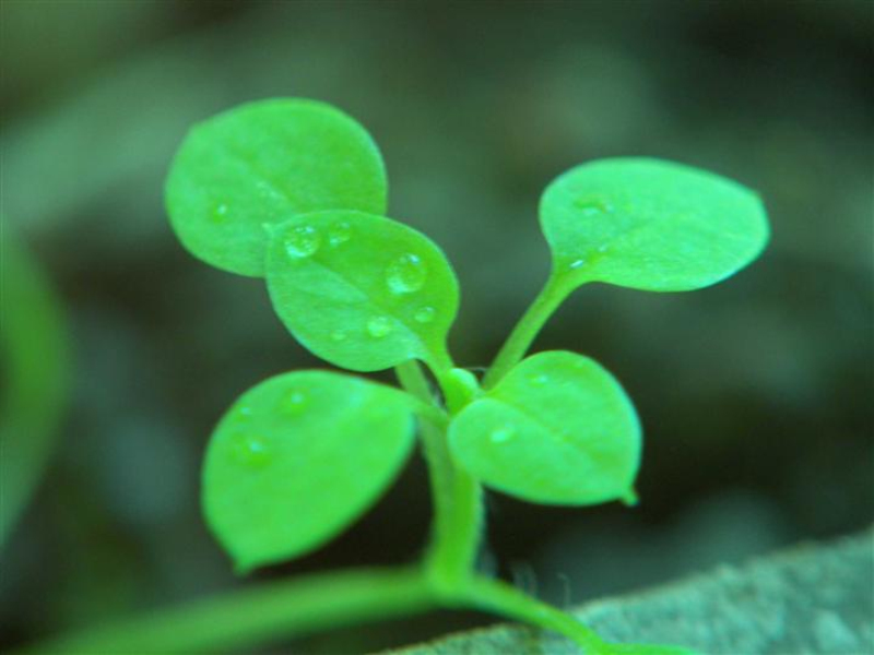 stemmaeantha earthamoides