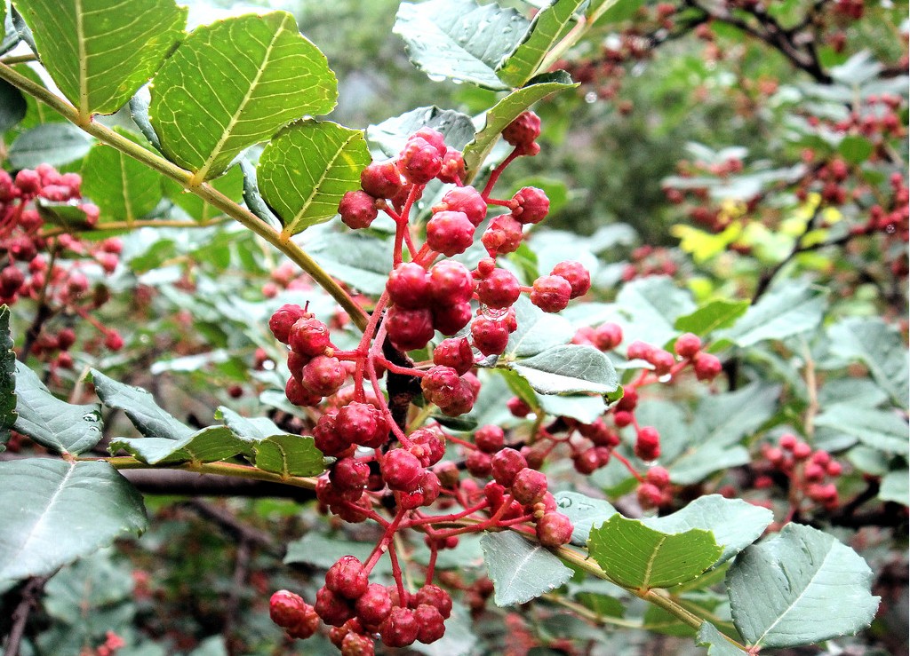 花椒