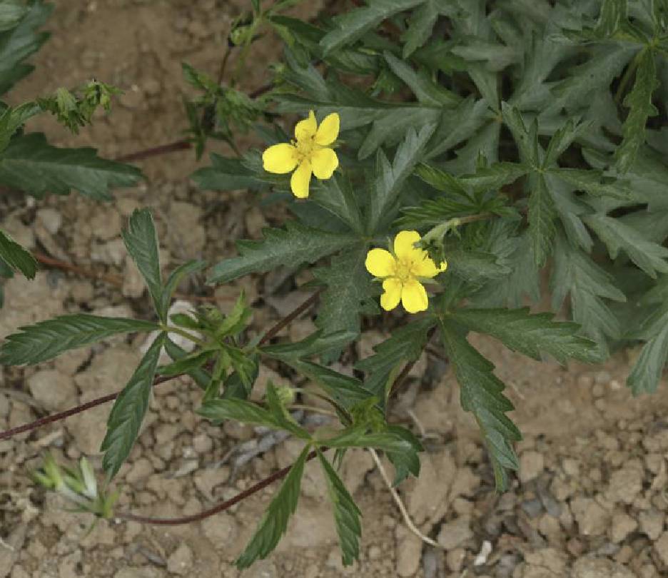 potentilla flagellaris