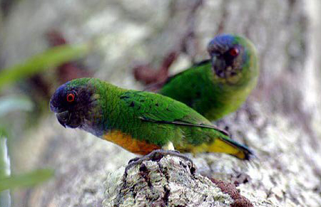吉温侏鹦鹉比亚克岛亚种