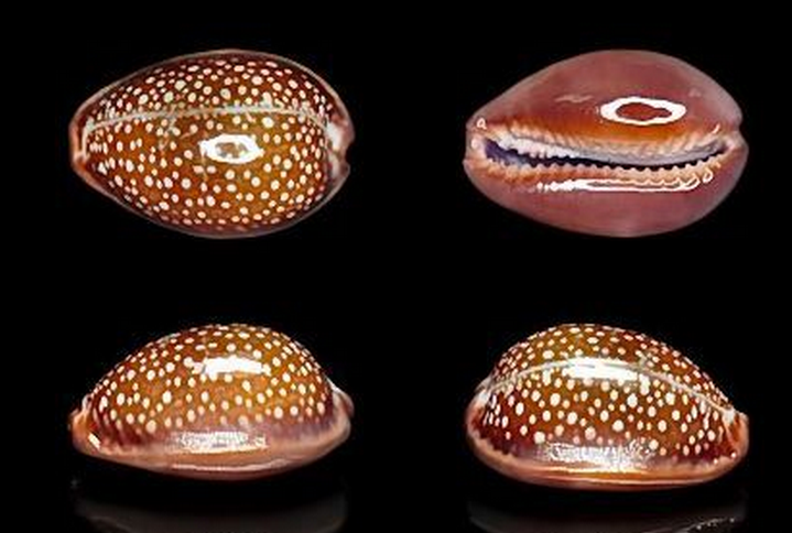 father englerts cowrie
