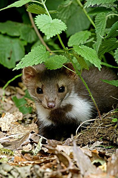  p>石貂(学名: i>martes foina /i>),是 a target="_blank" href="