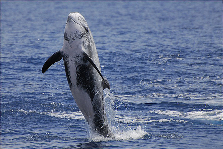 里氏海豚