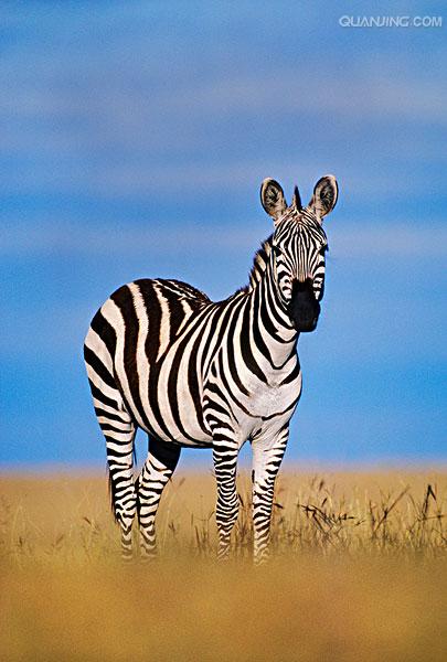 equus zebra