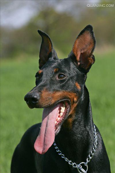  p>杜宾犬是一种十分凶猛的犬种,主要担当军,警工作,经过训练后,可