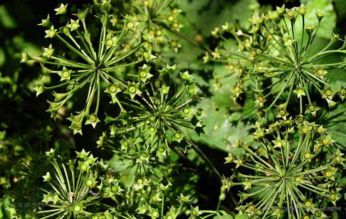  p>莲叶点地梅, a href="#" data-lemmaid="3427454">报春花科 /a> a