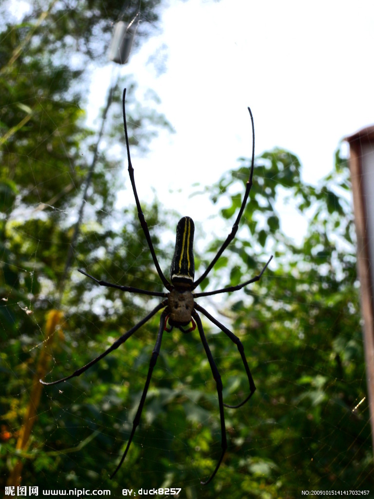 "人面"蜘蛛