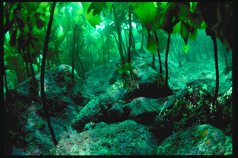 kelp forest