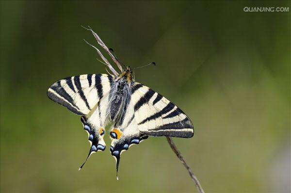  p>旖凤蝶(iphiclides podalirius(linnaeus)是凤蝶科下的一种动物.