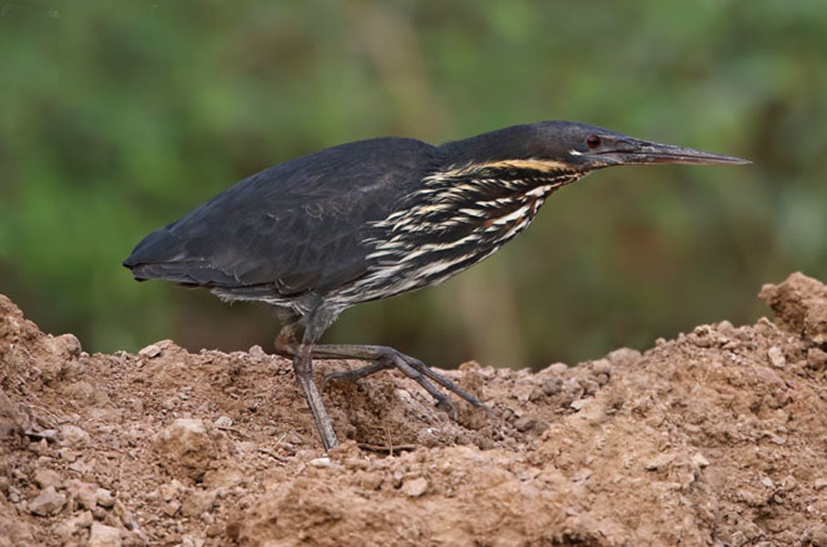 ixobrychus flavicollis