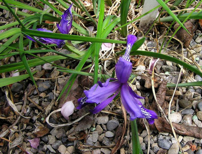  p>紫苞鸢尾(学名: i>iris ruthenica /i>  ker gawl.