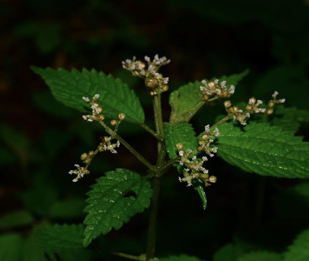  p>湿生冷水花(学名: i>pilea aquarum /i> dunn)是 a href="#" data