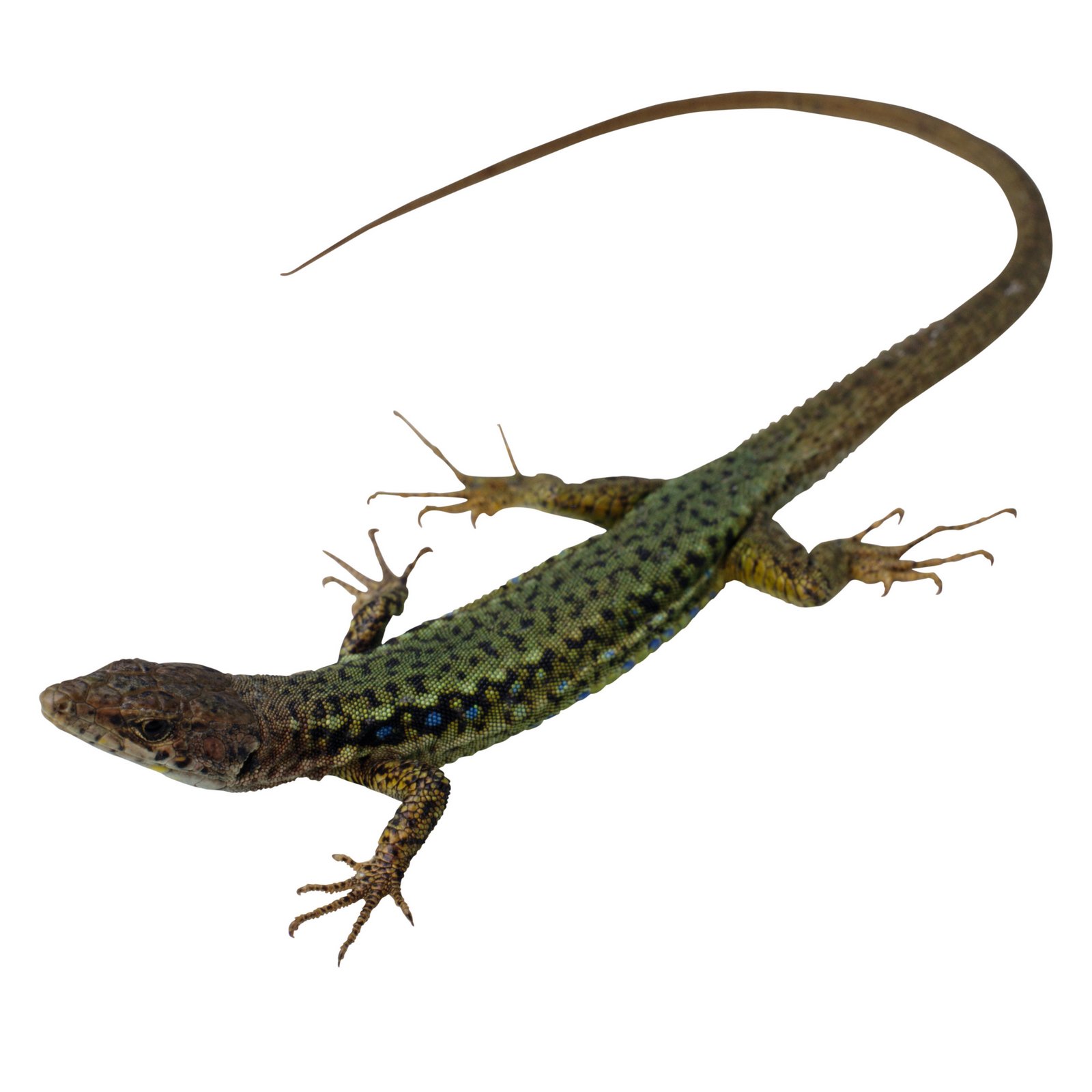  p>壁虎是蜥蜴的一种,又称"守宫".