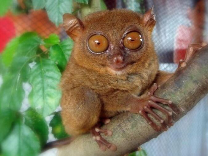  p>小跗猴科属分类为 a target="_blank" href="/item/脊索动物门