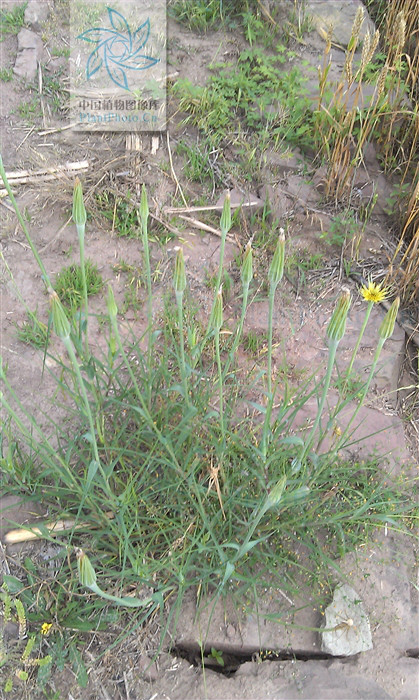  p>黄花婆罗门参(学名: i>tragopogon orientalis /i> l.