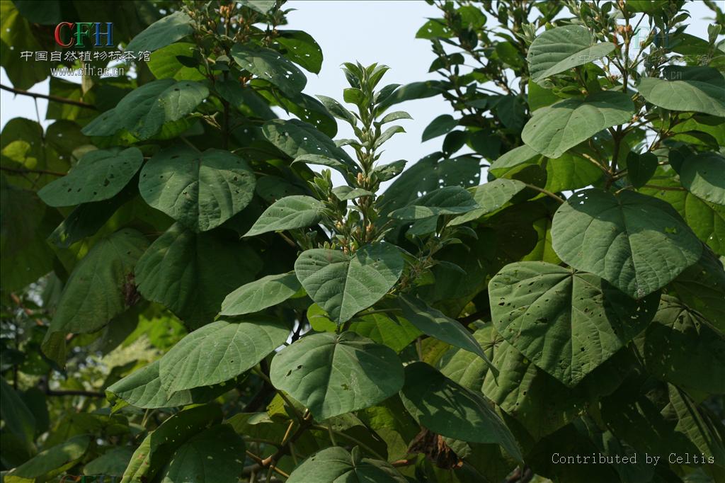 paulowniakawakamii leo.