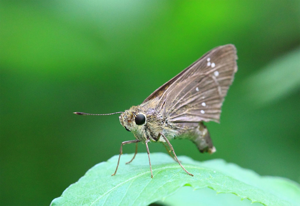  p>隐纹谷弄蝶( i>pelopidas mathias /i>)是谷弄蝶属下的弄蝶.