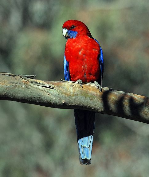  p>深红玫瑰鹦鹉(学名:platycercus elegans)是典型的 a href="#"