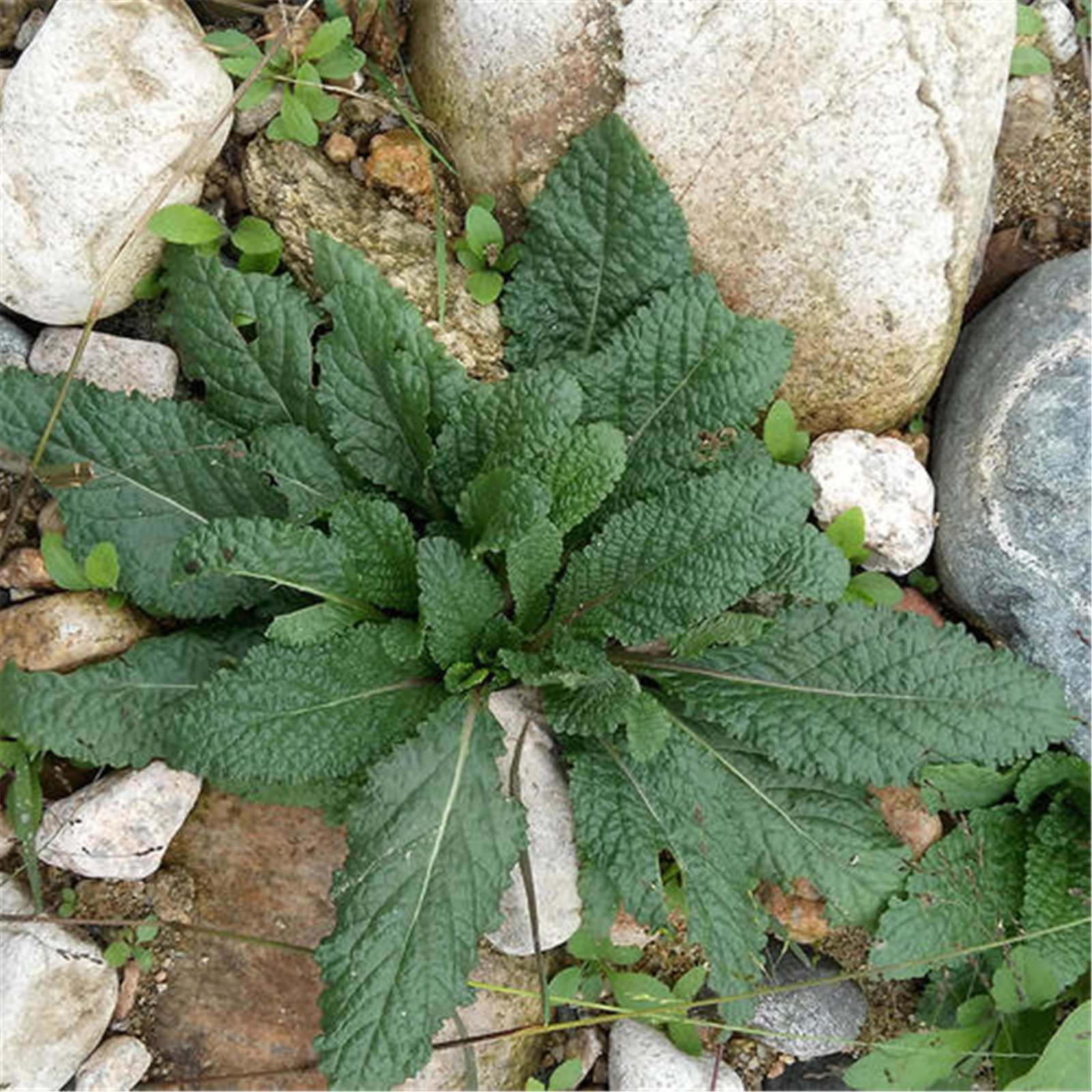 蟾蜍草