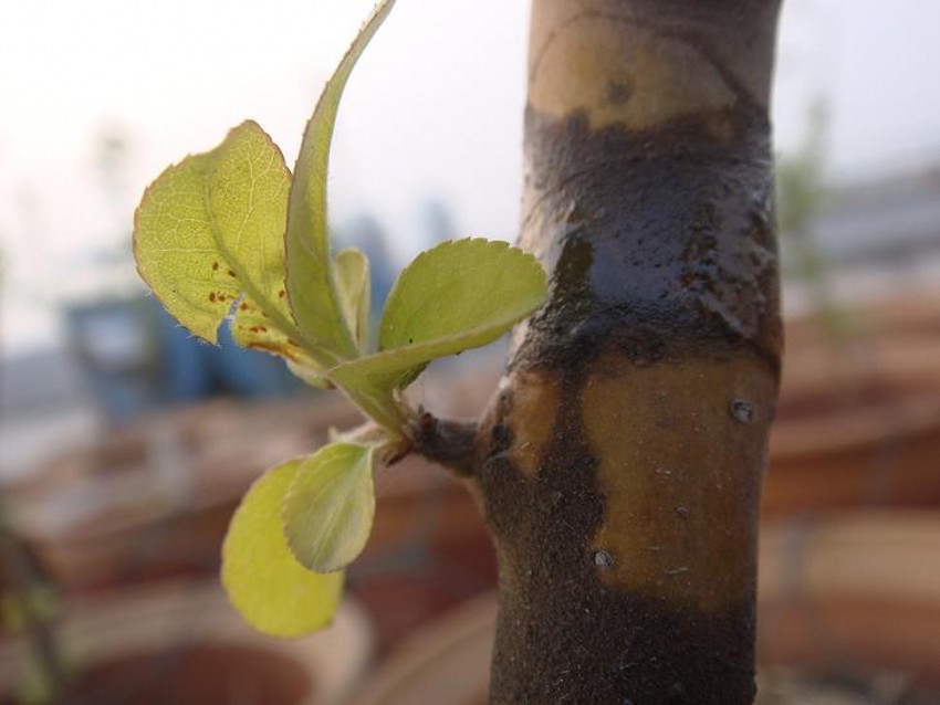  p>红蜘蛛,又名棉红 a href="#">蜘蛛 /a>,俗称 a href="#" data