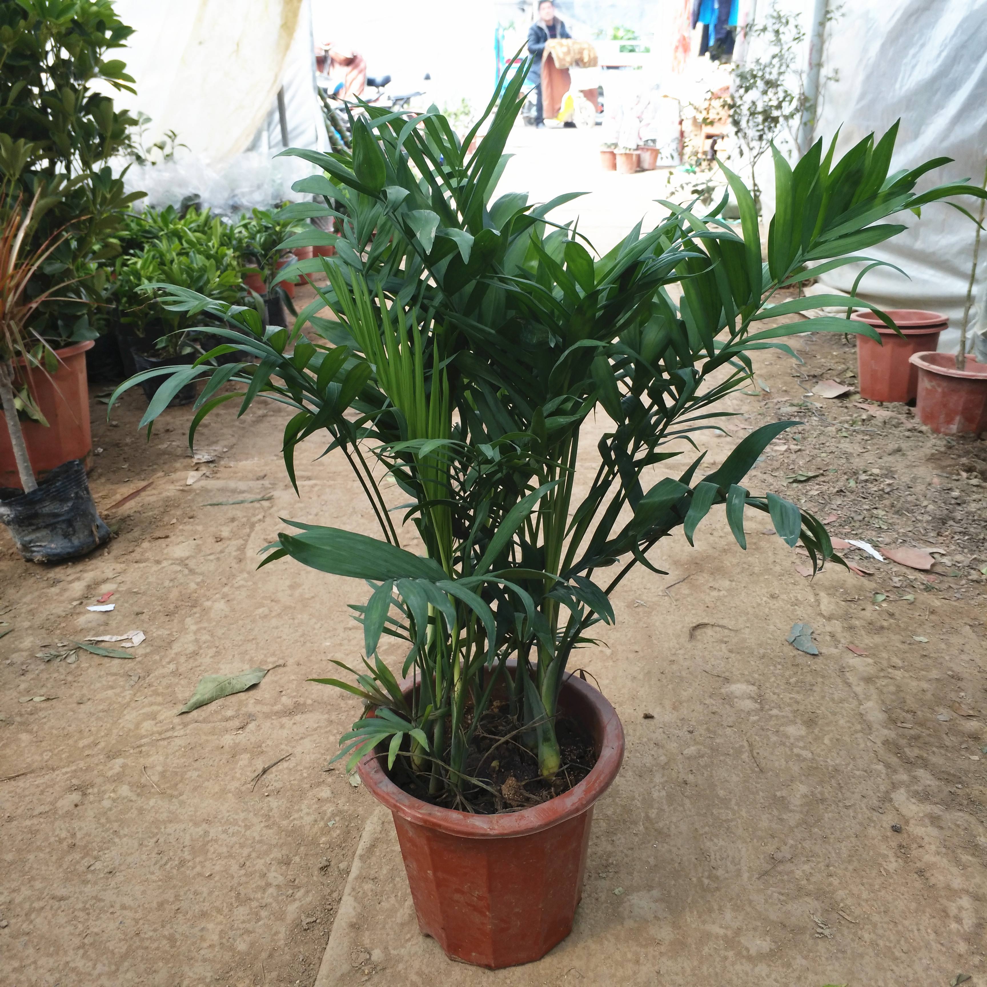  p>夏威夷椰子又名竹茎玲珑椰子,竹节椰子,雪佛里椰子等,为棕榈科茶马