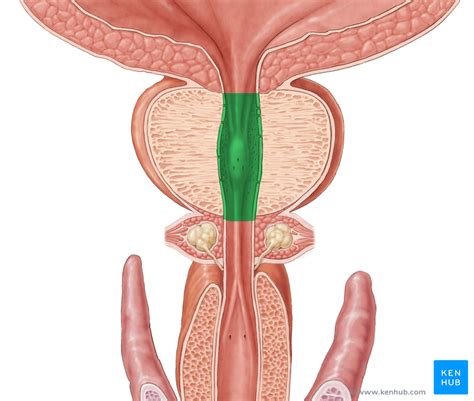 是 a href="#" data-lemmaid="791818">泌尿系统 /a>最常见的损伤,多