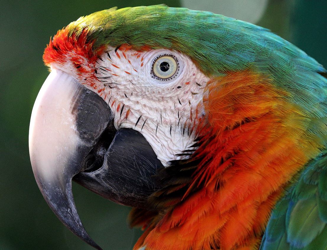  p>小丑金刚鹦鹉(harlequin   macaw):是由两种不同的 a>金刚鹦鹉 /a>