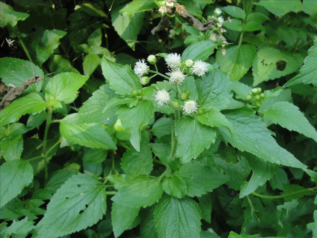  p>假臭草(学名: i>praxelis clematidea  /i>(griseb.) r. m.