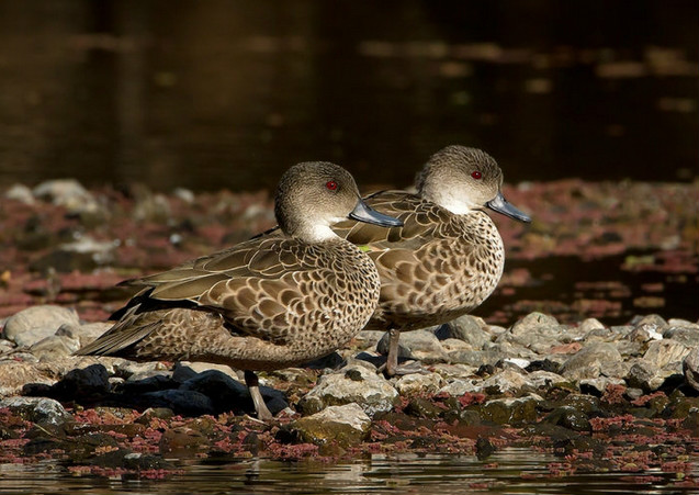  p>灰鸭(学名: i>anas gracilis /i>):中型 a