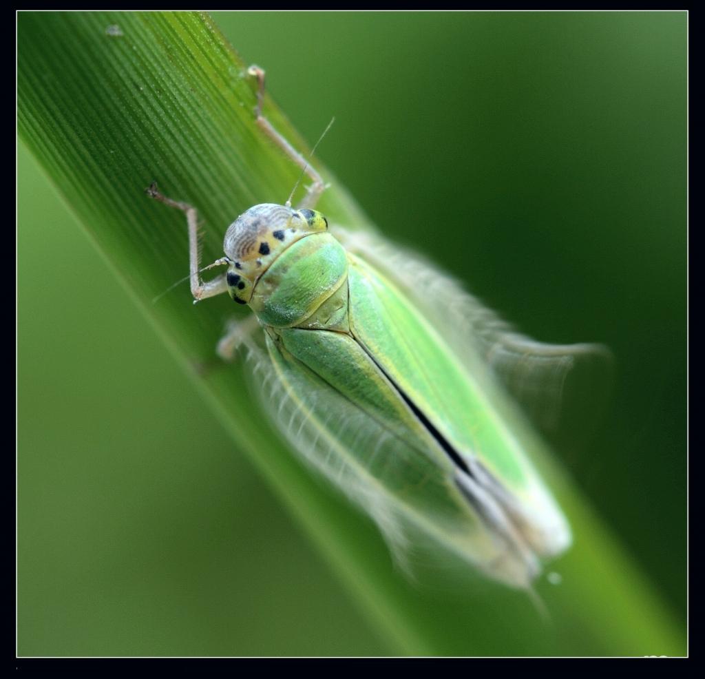 菱纹叶蝉