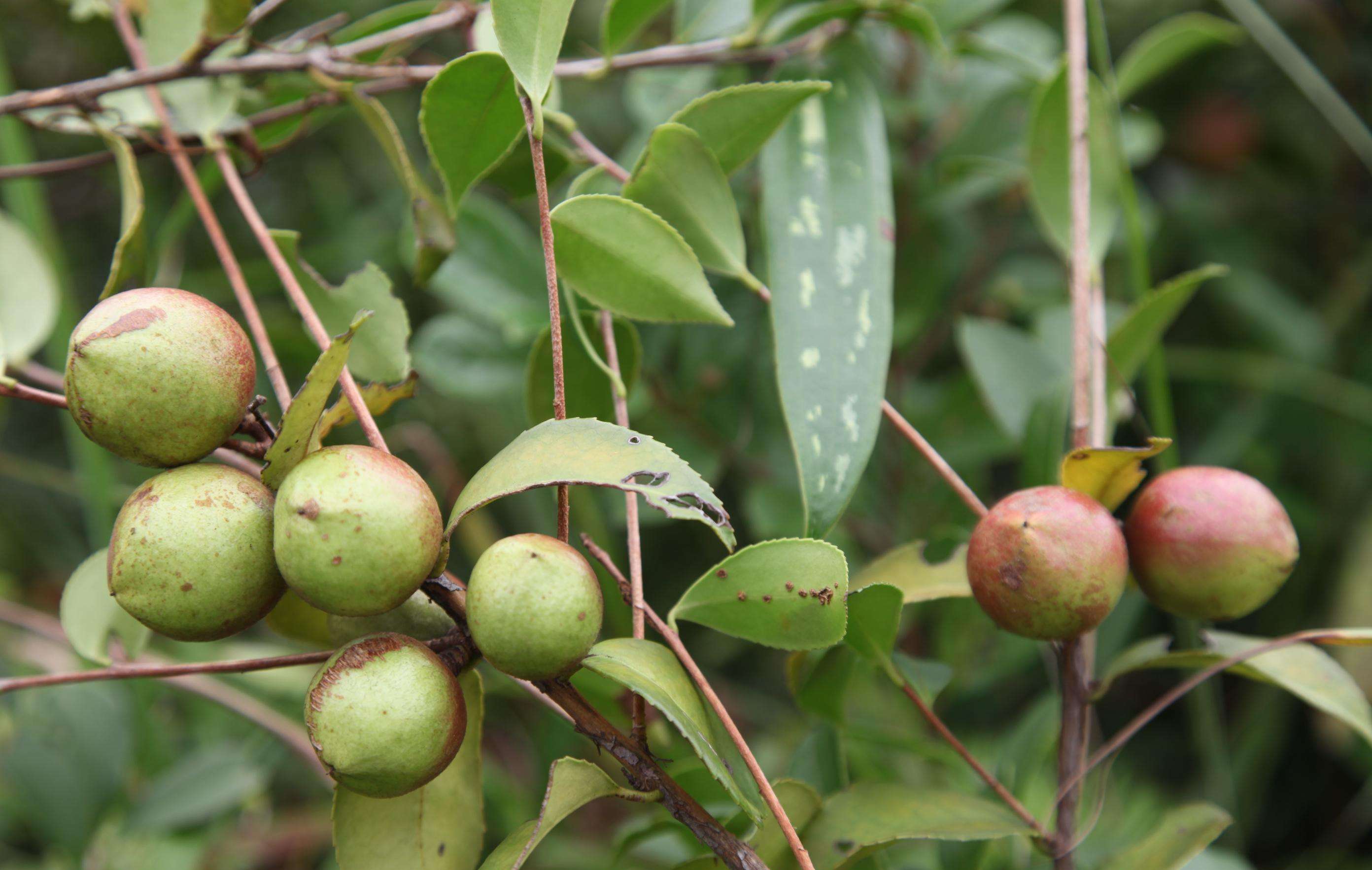 别名:茶子树,茶油树, a target="_blank" href="/item/白花茶">白