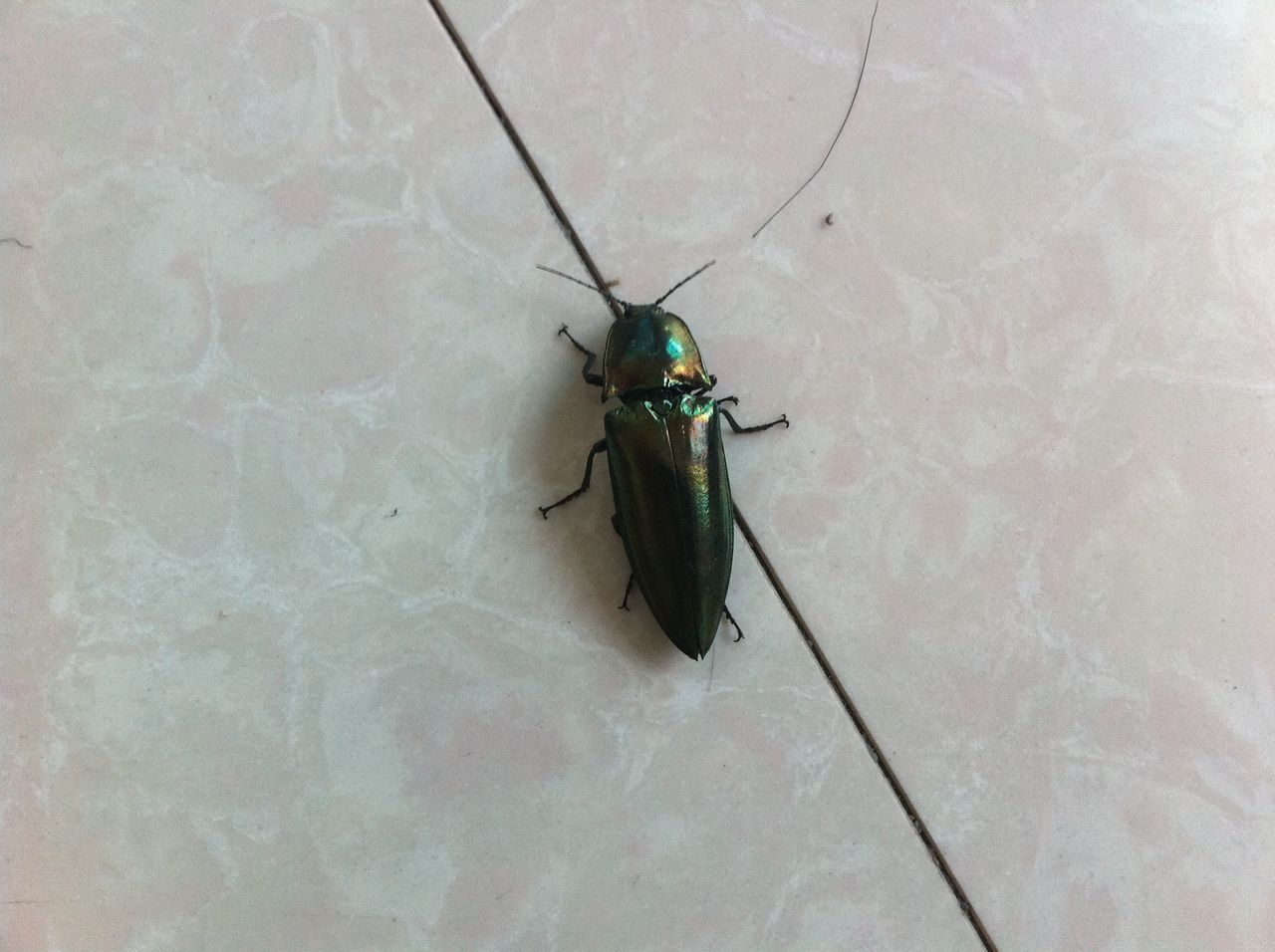  p>叩甲科,为叩甲总科中最大的科,广布全世界,已知超过1万种,体形多