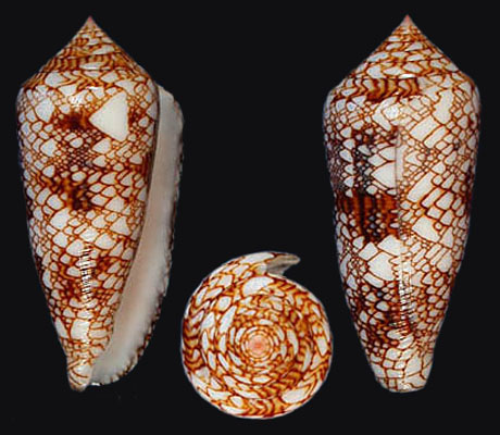  p>斑芋螺(学名:virroconus ebraeus)贝壳厚实短胖.具有外壳和水管沟.