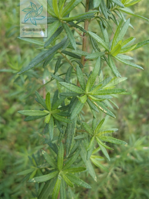  p>矮蒿,多年生草本.