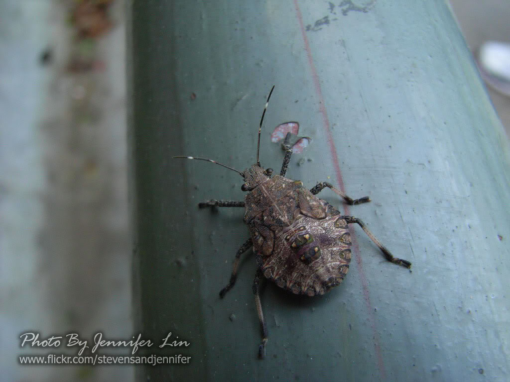 不完全变态发育