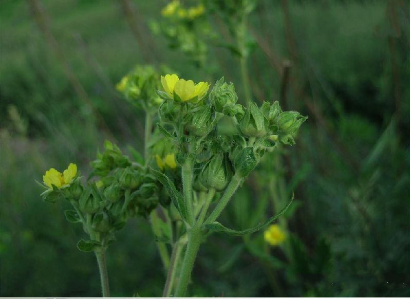 委陵菜(原变种)