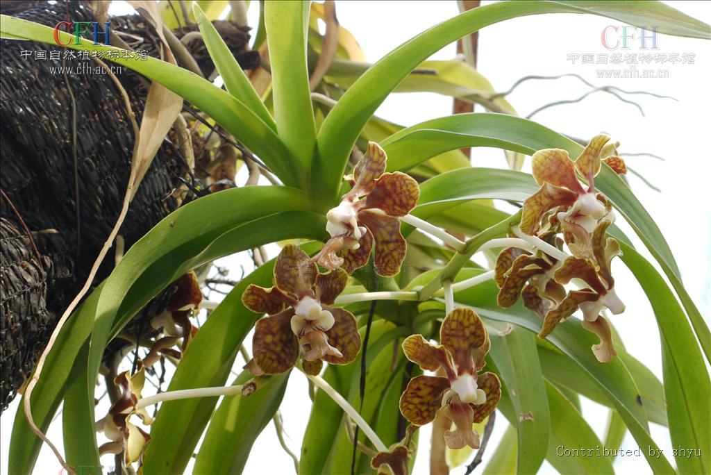  p>白柱万代兰(拉丁学名: i>vanda brunnea /i> rchb. f.