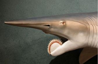  p>太陆鲨,未完全确认的一种大型鲨鱼,出现在二叠纪早期——二叠纪