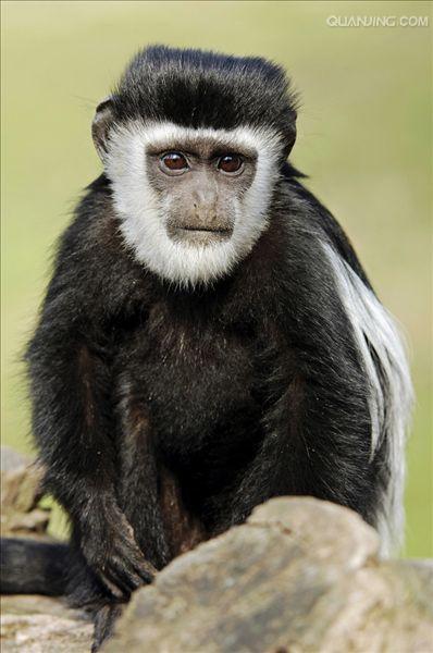  p>西非黑白疣猴(学名: i>colobus polykomos /i>):又名髯猴, a