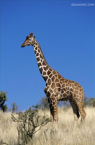  p>网纹长颈鹿(学名: i>giraffa camelopardalis reticulata) /i>又称