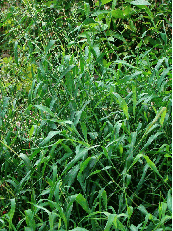  p>玫瑰草是 a>禾本科 /a> a>被子植物门 /a>的一种大量生长的野草.