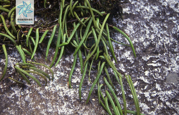根状茎细长横走,密被鳞片;鳞片卵状披针形,长渐尖头,边缘具细齿,红