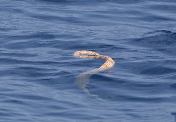  p>棘眦海蛇,是一种有毒蛇类,全长大约130厘米.