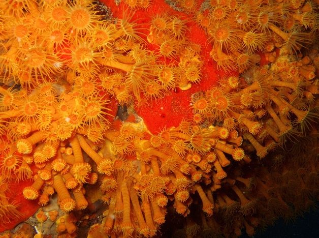 太阳水螅珊瑚
