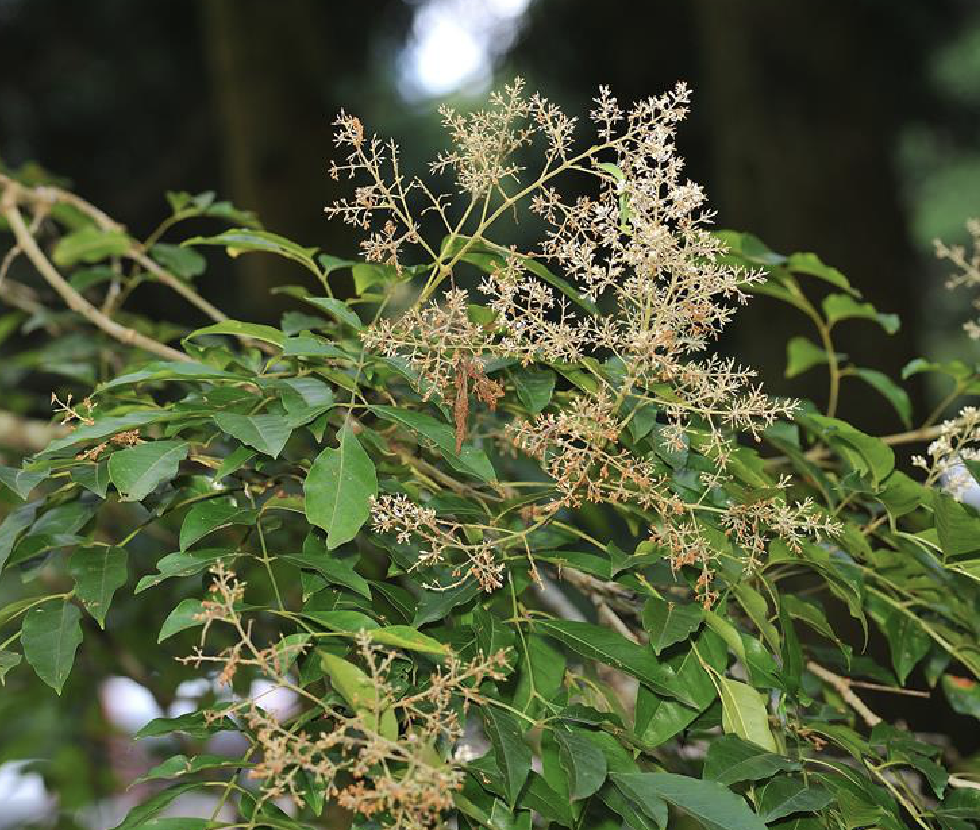 clarke )是木犀科梣属植物,半落叶乔木,高10-20米,胸径达60厘米;树皮