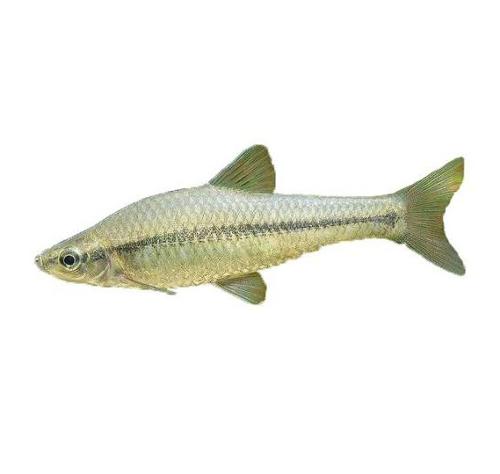  p>麦穗鱼(学名: i>pseudorasbora parva /i>)是鲤科,麦穗鱼属鱼类.