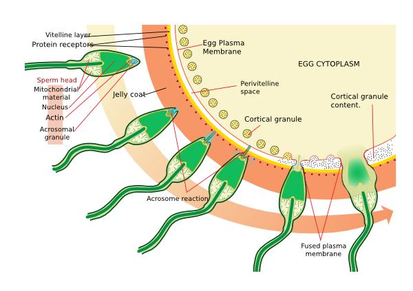  p>顶体反应(acrosomal reaction)是指 a target="