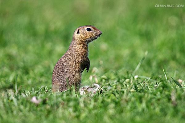 的一种地栖 a href="#" data-lemmaid="6334061">啮齿类 /a>哺乳动物