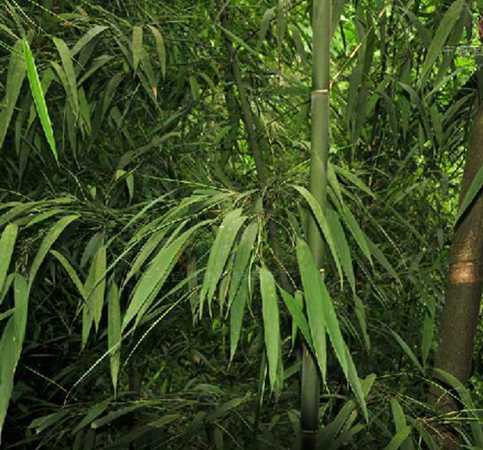  p>合江方竹(学名: i>chimonobambusa hejiangensis /i> c. d.