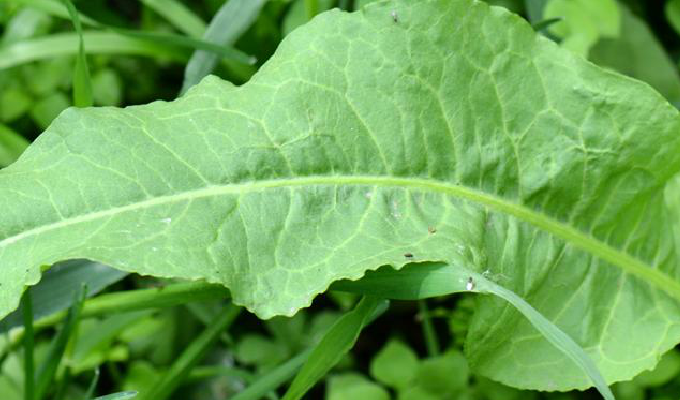  p>皱叶羊蹄,学名刺酸模,rumex maritimus l.